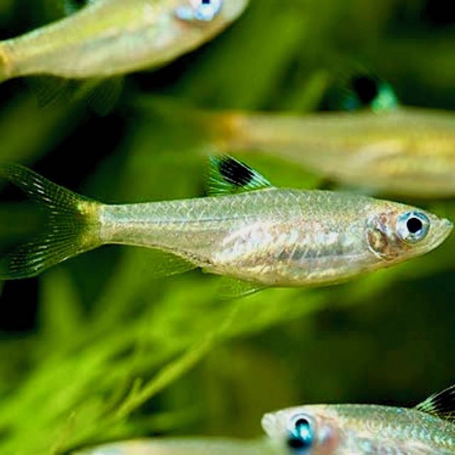 Rasb.dorsiocellata   Oogvlekrasbora M